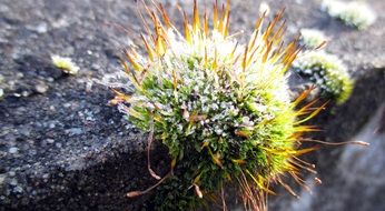 plant in hoarfrost close-up