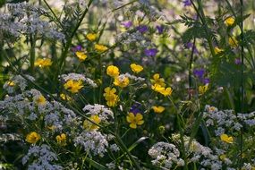 colorful wildflowers on Summer Meadow