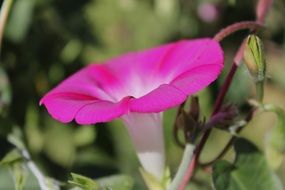 fresh Petunia Flower