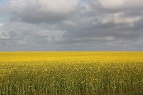 Oilseed Rape, denmark