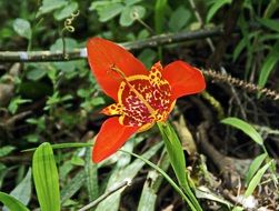 red tigridia flower closeup