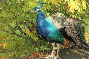 Beautiful and colorful peacock among the plants in the garden