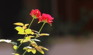 two red Roses together at blurred background