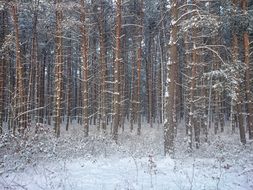 forest in the snow