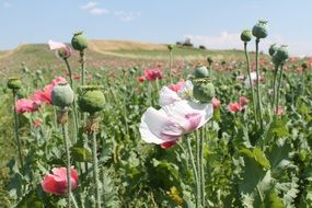 field of white and pink poppies