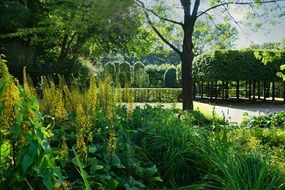 clipped trees in the garden