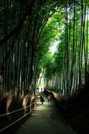 alley along bamboo thickets in a park in japan