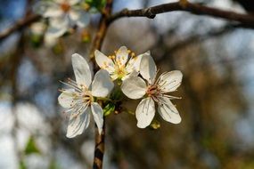 apple tree branch with white flowers