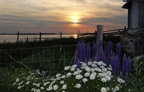 flowers on the ocean coast