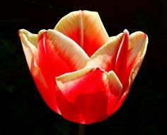flower tulip blossom on black background