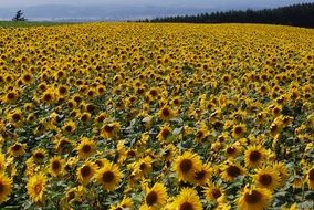 endless field of sunflowers on a sunny day