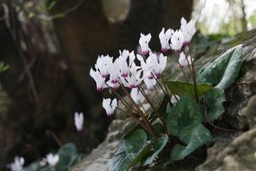 white Cyclamen Flowers Nature view