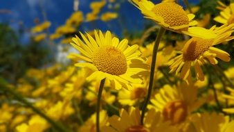 yellow daisies close-up