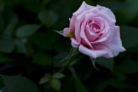 pink rose with green leaves in the flowerbed