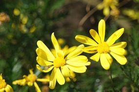 closeup photo of magical Yellow Flowers