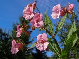 The Pink Flower Of The Himalayas Is Impatient