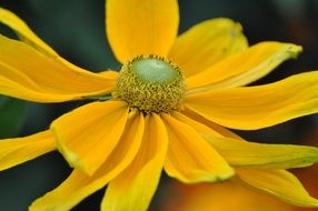 yellow bright daisy close-up