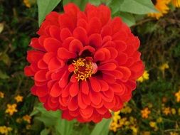 red flower in the garden in summer