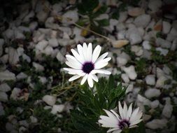white daisies on pebbles close-up on blurred background