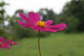 Pink summer flower in nature