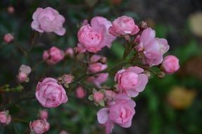 Close-up of the beautiful blossoming bush with small pink and white roses