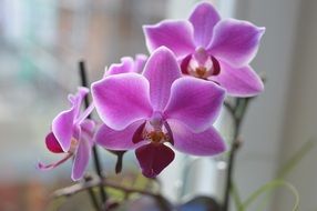 moth orchid or Phalaenopsis