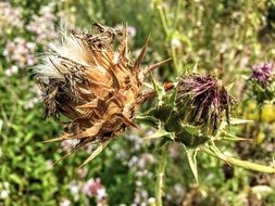 dry thistle flowers on a background of green grass