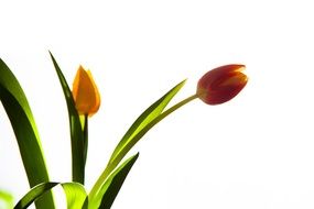 blooming tulips on a white background