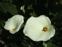 white flowers arum