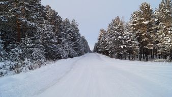 winter road along a dense pine forest