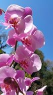 pink flowers or orchids