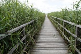 endless wooden bridge among wetlands in south germany