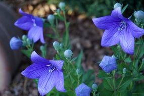 plant with blue flowers with pointed petals