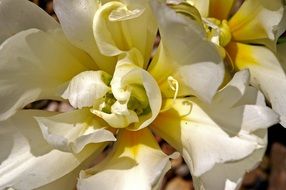 Closeup picture of beautiful white Tulips