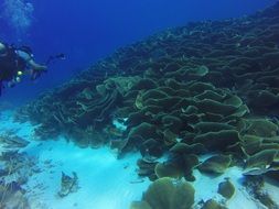 thickets of cabbage corals in the ulong channel