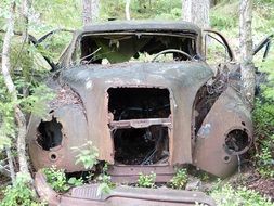 rusty Car in forest