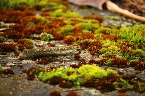 green and brown moss on a stone close-up