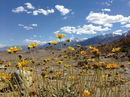 yellow flowers in Desert under blue Sky, usa, California