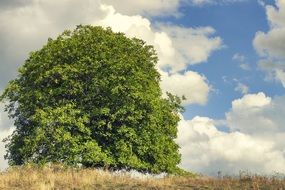 big green tree as a rural decoration