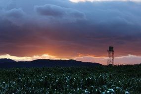 scenic landscape of stormy Clouds at sunset sky above green corn field