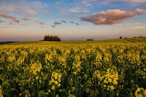 Spring natural field