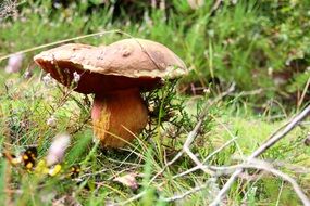 autumn brown mushroom among green grass closeup