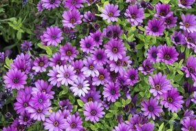 purple daisies on the flowerbed in the garden