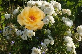 yellow rose on a bush of small white roses