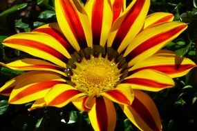 Colorful Flower in a garden