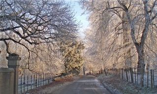 trees near a road in winter in england