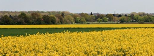 yellow field of rape in summer