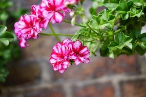 pink-white geranium close up