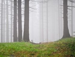 dense fog among tree trunks in the forest