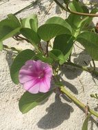 wild flower on the beach